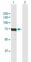 Anti-IDS Rabbit Polyclonal Antibody