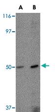 Anti-FEZ2 Rabbit Polyclonal Antibody