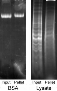 VWR® Protein Precipitation Kit