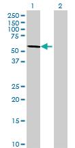 Anti-WDR37 Mouse Polyclonal Antibody