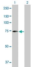 Anti-SCFD2 Mouse Polyclonal Antibody