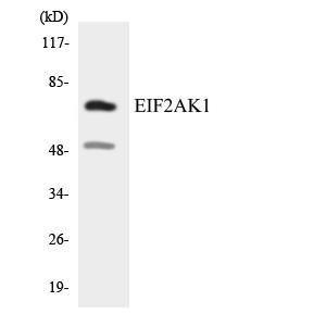 Western blot analysis of the lysates from COLO205 cells using Anti-EIF2AK1 Antibody