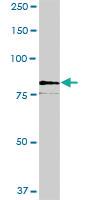 Anti-SCFD2 Mouse Polyclonal Antibody