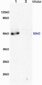 Anti-MSR1 Rabbit Polyclonal Antibody