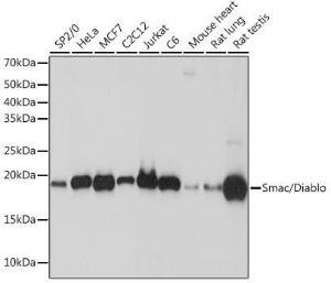 Western blot analysis of extracts of various cell lines, using Anti-Smac / Diablo Antibody [ARC1340] (A305474) at 1:1,000 dilution. The secondary antibody was Goat Anti-Rabbit IgG H&L Antibody (HRP) at 1:10,000 dilution.