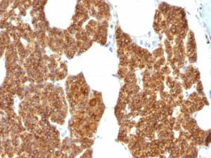 Immunohistochemical analysis of formalin-fixed, paraffin-embedded human parathyroid gland using Anti-Parathyroid Hormone Antibody