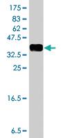 Anti-TIAM2 Mouse Polyclonal Antibody