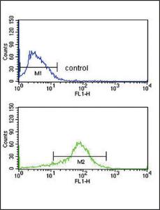 Anti-APEX2 Rabbit Polyclonal Antibody