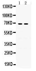 Anti-IVL Rabbit Polyclonal Antibody