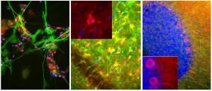 Anti-Aldolase C Mouse Monoclonal Antibody [clone: 4A9]