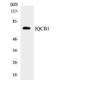 Western blot analysis of the lysates from HepG2 cells using Anti-IQCB1 Antibody