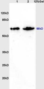 Anti-ZNF300 Rabbit Polyclonal Antibody