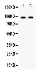 Anti-KIAA1524 Rabbit Polyclonal Antibody