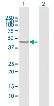 Anti-PLEKHA1 Rabbit Polyclonal Antibody