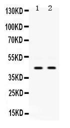 Anti-KRT19 Rabbit Polyclonal Antibody