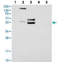 Anti-PROX2 Rabbit Polyclonal Antibody