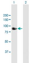 Anti-IFI16 Mouse Polyclonal Antibody