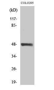 Western blot analysis of various cells using Anti-STK24 Antibody