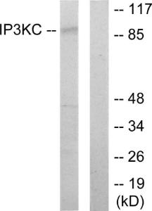 Western blot analysis of lysates from HT-29 cells using Anti-IP3KC Antibody. The right hand lane represents a negative control, where the antibody is blocked by the immunising peptide.