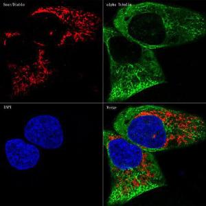 Confocal imaging of U-2OS cells using Anti-Smac / Diablo Antibody [ARC1340] (A305474), at a dilution of 1:100, (red). The cells were counterstained with Anti-alpha Tubulin Antibody, at a dilution of 1:400, (green). DAPI was used for nuclear staining (Blue). Objective: 60x.