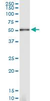 Anti-PLEKHA1 Rabbit Polyclonal Antibody