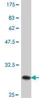 Anti-PLN Mouse Polyclonal Antibody