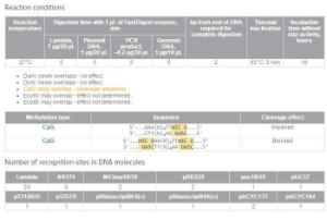 FERMFD1534 - ENZYME FD PDMI 100µL (100RXN)