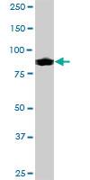 Anti-IFI16 Mouse Polyclonal Antibody