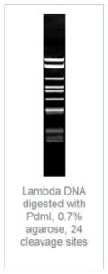 FERMFD1534 - ENZYME FD PDMI 100µL (100RXN)