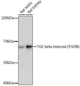 Antibody A305475-100 100 µl