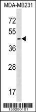 Anti-EGLN2 Rabbit Polyclonal Antibody (FITC (Fluorescein Isothiocyanate))