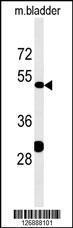 Anti-KLC3 Rabbit Polyclonal Antibody (Biotin)