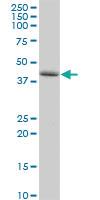 Anti-PLEKHA1 Rabbit Polyclonal Antibody