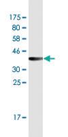 Anti-TLN1 Mouse Monoclonal Antibody [clone: 4C8]