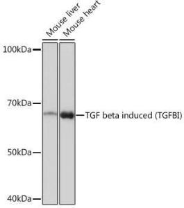 Antibody A305475-100 100 µl