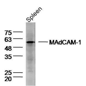 Anti-MADCAM1 Rabbit Polyclonal Antibody