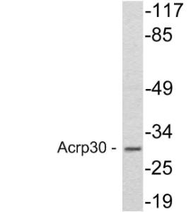 Western blot analysis of lysate from HeLa cells using Anti-Acrp30 Antibody