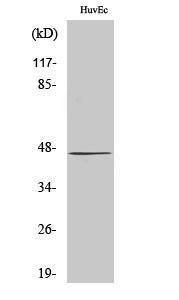 Western blot analysis of 293 cells using Anti-B4GALT5 Antibody