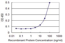 Anti-ZKSCAN7 Mouse Monoclonal Antibody [clone: 3A12]