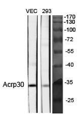 Western blot analysis of various cells using Anti-Acrp30 Antibody