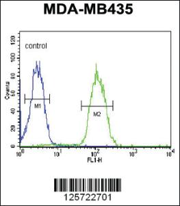 Anti-HIPK1 Rabbit Polyclonal Antibody