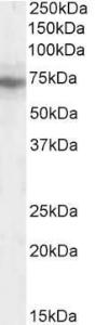 Anti-IFT74 Antibody (A84021) (0.2 µg/ml) staining of HEK293 lysate (35 µg protein in RIPA buffer). Primary incubation was 1 hour. Detected by chemilu minescence