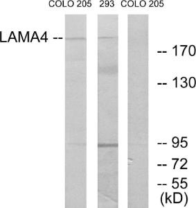 Western blot analysis of lysates from COLO and 293 cells using Anti-LAMA4 Antibody. The right hand lane represents a negative control, where the antibody is blocked by the immunising peptide.