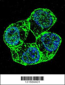 Anti-PCDHA8 Rabbit Polyclonal Antibody (FITC (Fluorescein Isothiocyanate))