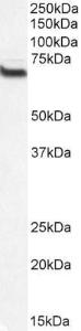 Anti-IFT74 Antibody (A84022 / Biotin) (0.2 µg/ml) staining of HEK293 lysate (35 µg protein in RIPA buffer). Primary incubation was 1 hour. Detected by chemiluminescence, using streptavidin-HRP and using NAP blocker as a substitue for skimmed milk