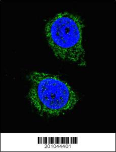 Anti-ATG4D Mouse Monoclonal Antibody (AP (Alkaline Phosphatase)) [clone: 222CT15.4.1]