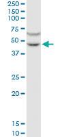 Anti-GPRC5C Mouse Polyclonal Antibody