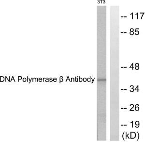 Western blot analysis of lysates from NIH/3T3 cells using Anti-DNA Polymerase beta Antibody. The right hand lane represents a negative control, where the Antibody is blocked by the immunising peptide