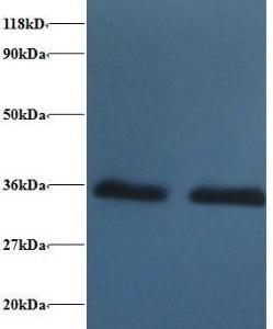 Anti-YWHAB Rabbit Polyclonal Antibody (FITC (Fluorescein Isothiocyanate))