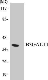 Western blot analysis of the lysates from HUVEC cells using Anti-B3GALT1 Antibody